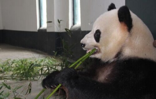 临沂动植物园大熊猫“园欣”启程返回四川