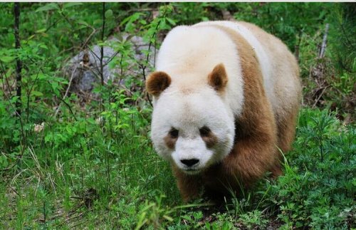 罕见棕色大熊猫在野化培训中度过寒冬