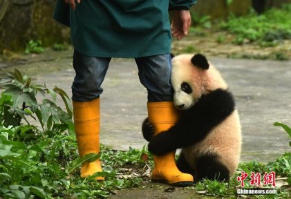 重庆动物园三只大熊猫幼仔与游客见面