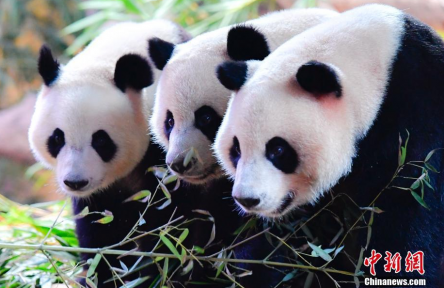 全球唯一大熊猫三胞胎“萌帅酷”迎四岁生日