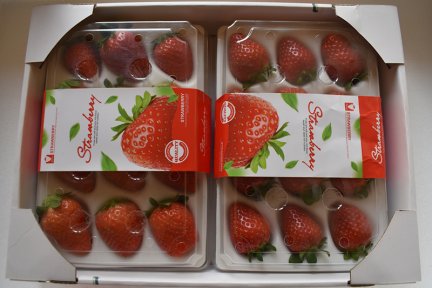 旧寨乡：大棚草莓喜获丰收